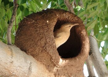 João-de-barro: preservar o ninho tem grande valor ecológico