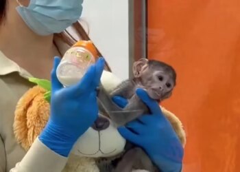 Macaco rejeitado pela mãe adota pelúcia como família em zoológico