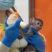 Macaco rejeitado pela mãe adota pelúcia como família em zoológico