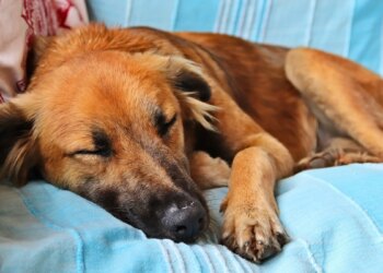 O sono do seu pet é reparador? Veja como garantir o descanso dos peludos