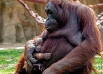 Orangotango dá à luz em zoo da Espanha e emociona visitantes