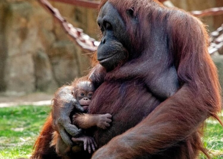 Orangotango dá à luz em zoo da Espanha e emociona visitantes
