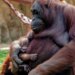 Orangotango dá à luz em zoo da Espanha e emociona visitantes