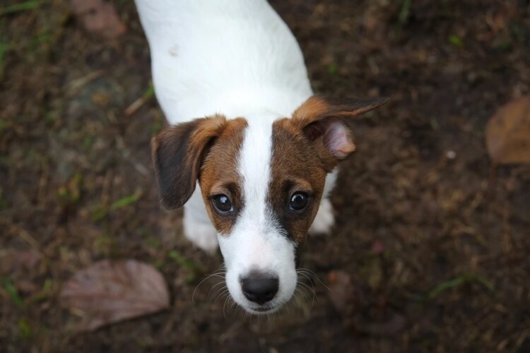 Pet idoso: veja como cuidar da saúde do animal nesta fase