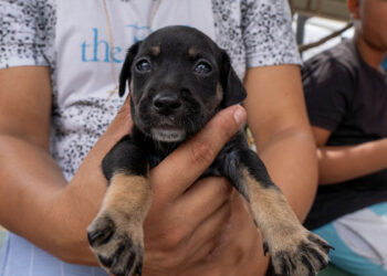 No momento, você está visualizando PetBem realiza nova edição com serviços veterinários gratuitos no Maracanãzinho