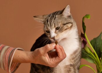 Petiscos oferecidos de forma errada podem causar obesidade em gatos
