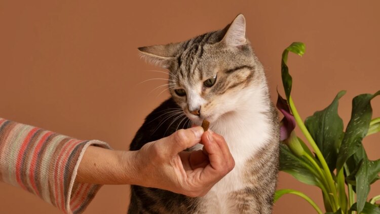Petiscos oferecidos de forma errada podem causar obesidade em gatos