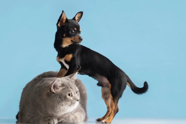 Por que a castração engorda os pets? Veja como evitar o ganho de peso