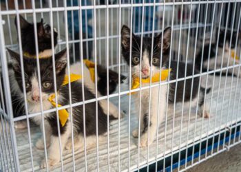 No momento, você está visualizando Prefeitura promove nova edição do Pet Day, evento de adoção responsável no North Shopping Maracanaú