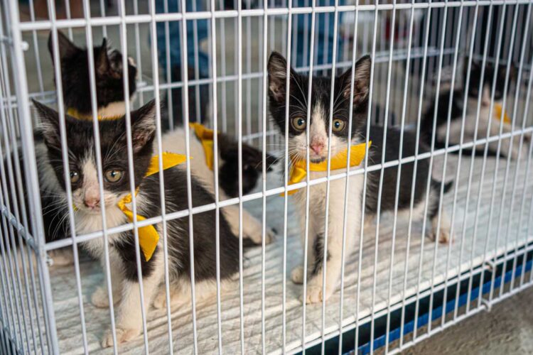 No momento, você está visualizando Prefeitura promove nova edição do Pet Day, evento de adoção responsável no North Shopping Maracanaú