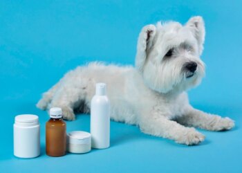 Produtos falsos comprometem a saúde dos pets; veja como identificá-los