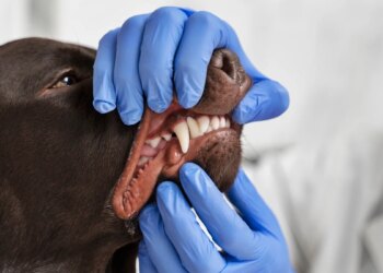 Saúde bucal pode impactar bem-estar geral dos pets, afirma veterinária