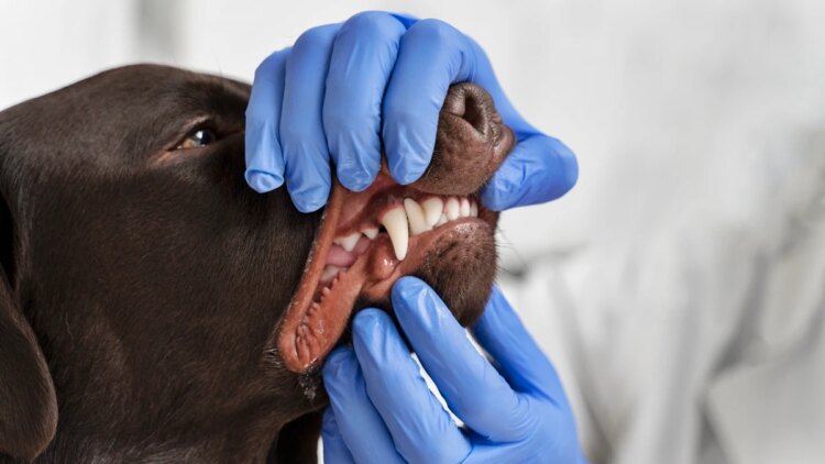 Saúde bucal pode impactar bem-estar geral dos pets, afirma veterinária