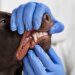 Saúde bucal pode impactar bem-estar geral dos pets, afirma veterinária