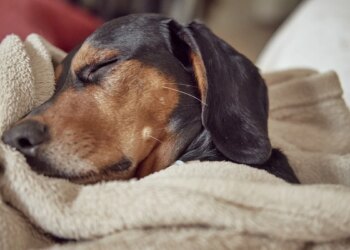 Seu pet dorme na mesma cama que você? Entenda quando evitar o hábito