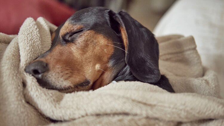Seu pet dorme na mesma cama que você? Entenda quando evitar o hábito