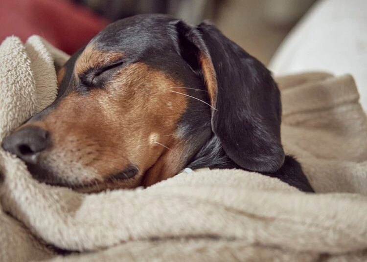 Seu pet dorme na mesma cama que você? Entenda quando evitar o hábito