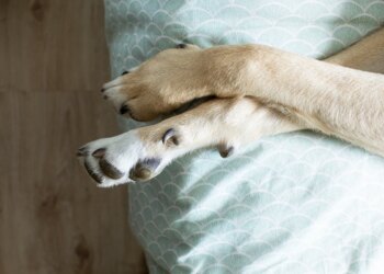 Você está cuidando das patas do seu cão do jeito certo? Descubra