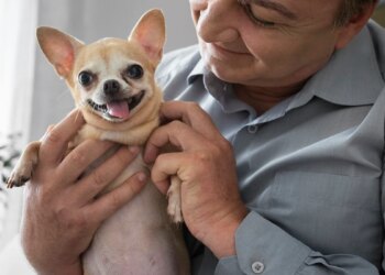 A raça de cachorro que vive por mais tempo e pode chegar aos 20 anos