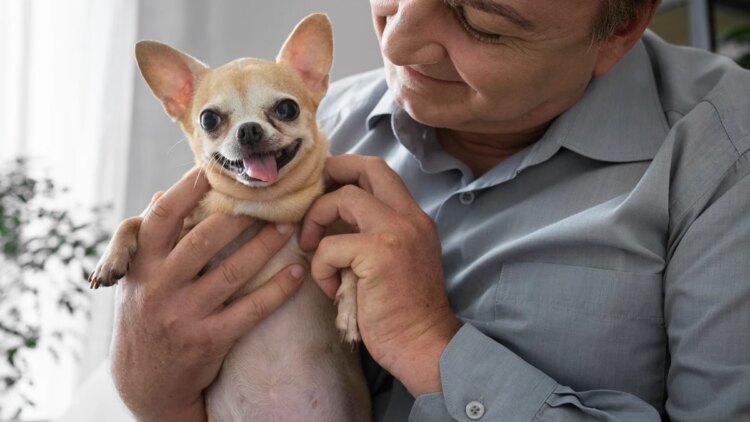 A raça de cachorro que vive por mais tempo e pode chegar aos 20 anos