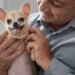 A raça de cachorro que vive por mais tempo e pode chegar aos 20 anos