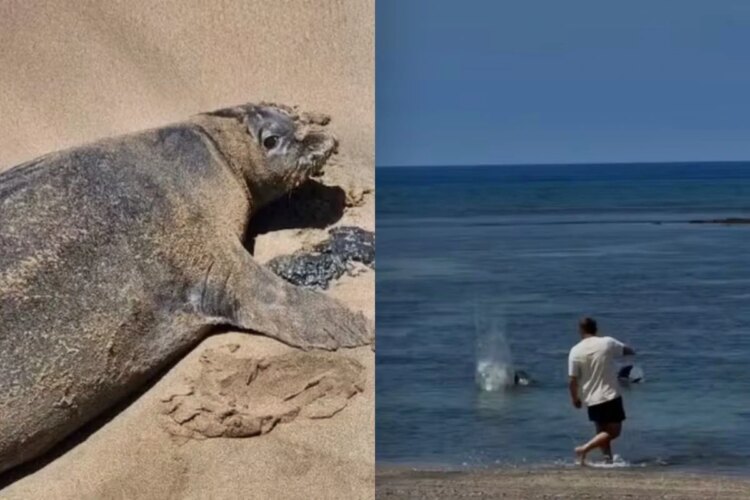 Após apedrejar foca, turista disse que sairia impune "por ser rico"