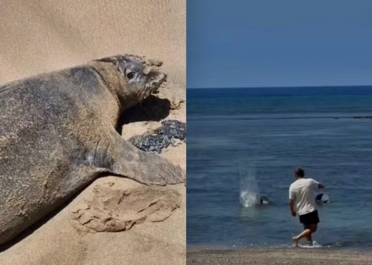 Após apedrejar foca, turista disse que sairia impune "por ser rico"