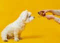 Automedicação em pets pode causar intoxicação e até morte, diz expert