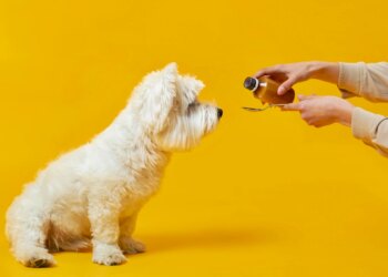 Automedicação em pets pode causar intoxicação e até morte, diz expert