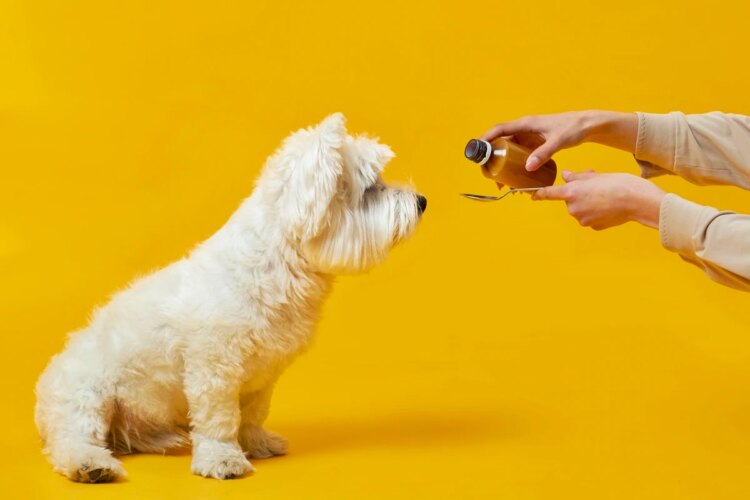Automedicação em pets pode causar intoxicação e até morte, diz expert