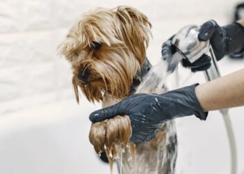 Banhos semanais prejudicam a saúde dos cães? O que diz uma veterinária