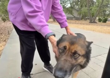Cão herói enfrenta e mata felino selvagem para salvar tutora de ataque