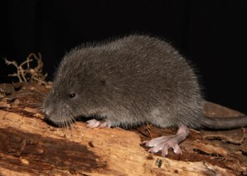 Cientistas descobrem mamífero raro que sabe nadar em floresta no Peru