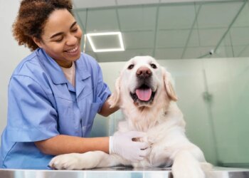 Colesterol elevado em cães e gatos pode ser sinal de doenças ocultas