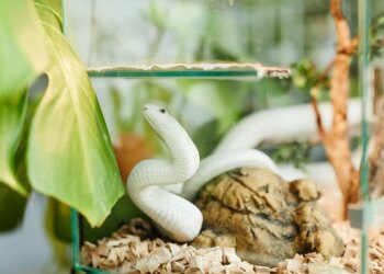 Criação de animais não convencionais exige preparo e responsabilidade
