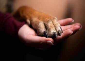 Dia da Família: o pet como parte essencial da configuração afetiva