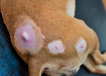 Encontrou um nódulo no pet? Veterinária alerta risco de negligenciar