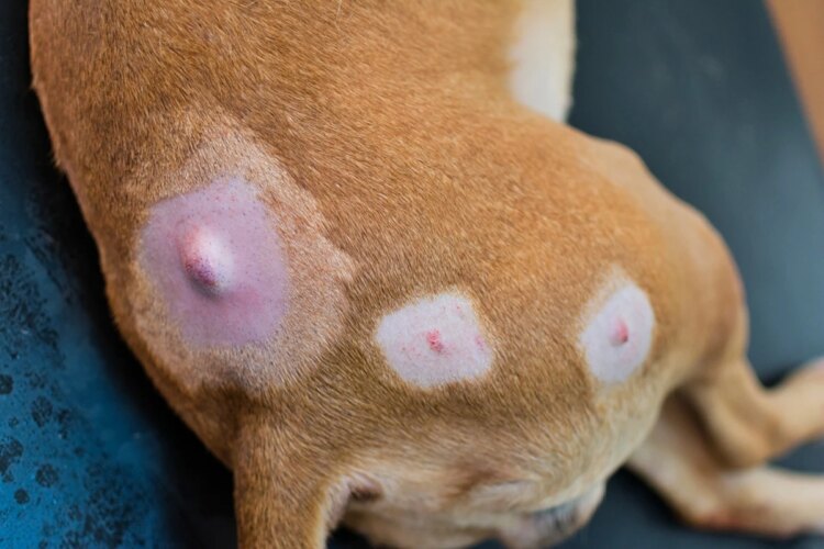 Encontrou um nódulo no pet? Veterinária alerta risco de negligenciar