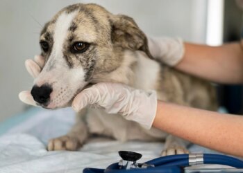 Entenda a importância do veterinário na saúde e longevidade dos pets