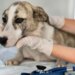 Entenda a importância do veterinário na saúde e longevidade dos pets