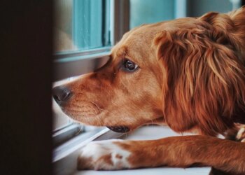Entenda o que acontece ao deixar um cachorro sozinho por muito tempo
