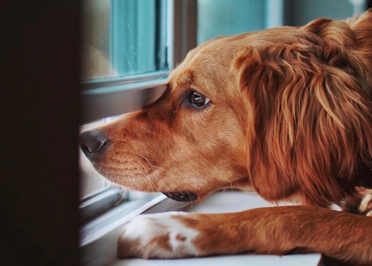 Entenda o que acontece ao deixar um cachorro sozinho por muito tempo