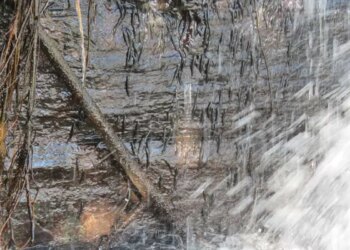 Espécie de peixe "escala" cachoeira de 15 metros para sobreviver
