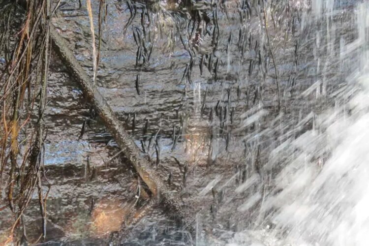 Espécie de peixe "escala" cachoeira de 15 metros para sobreviver