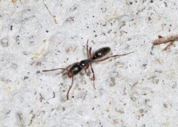 Formiga invasora preocupa por picada com risco de anafilaxia fatal