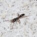 Formiga invasora preocupa por picada com risco de anafilaxia fatal