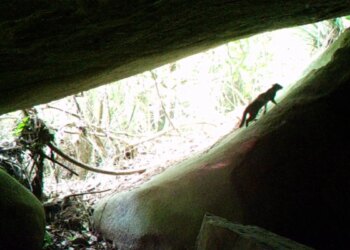 Gato-do-mato-pequeno é visto pela primeira vez em parque no RJ