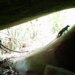 Gato-do-mato-pequeno é visto pela primeira vez em parque no RJ