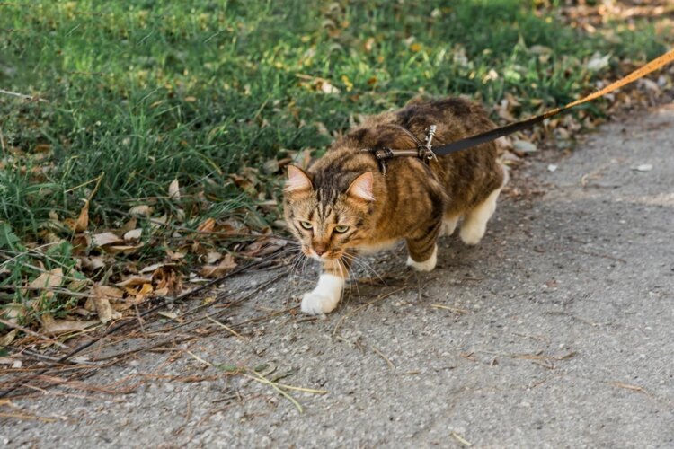Gatos gostam de passear de coleira? Veterinária explica como adaptar