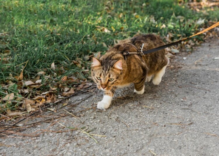 Gatos gostam de passear de coleira? Veterinária explica como adaptar